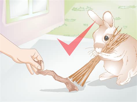 How to Treat Dental Problems in Rabbits: 12 Steps (with Pictures)