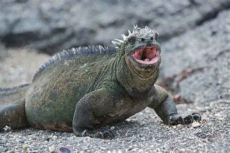 Marine Iguana Facts | Anatomy, Diet, Habitat, Behavior - Animals Time