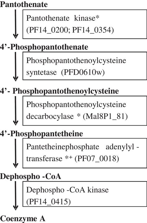 Diagram of the coenzyme A synthesis pathway. The five enzymatic steps ...