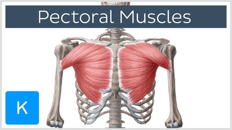 Pectoral Muscles: Area, Innervation & Function - Human Anatomy | Kenhub ...