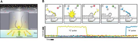 Figure 3 from PacBio Sequencing and Its Applications | Semantic Scholar