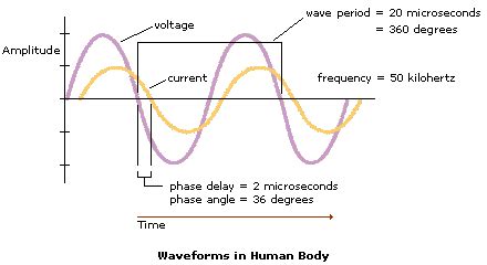 BIODYNAMICS : Phase Angle