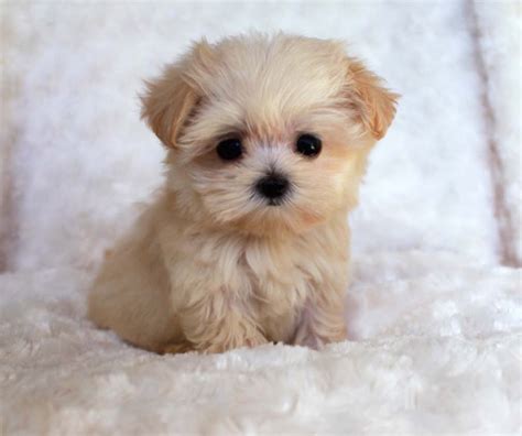 Micro Maltipoo "ANNABELLE" - iHeartTeacups