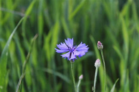 Meadow Nature Blue Flowers - Free photo on Pixabay - Pixabay