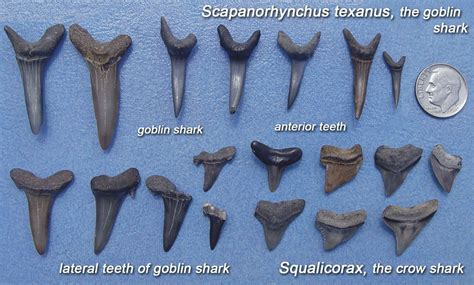 Ancient Shark Teeth Identification