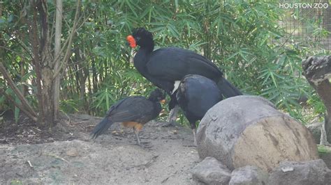 Rare endangered wattled curassow bird hatches at Houston Zoo | khou.com