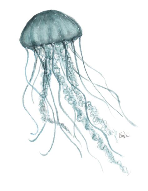 Box Jellyfish Drawing at GetDrawings | Free download