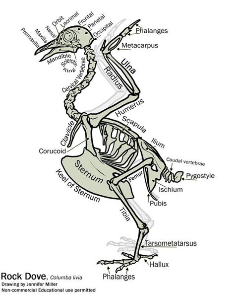 Simple Bird Skeleton Diagram by Nambroth on DeviantArt