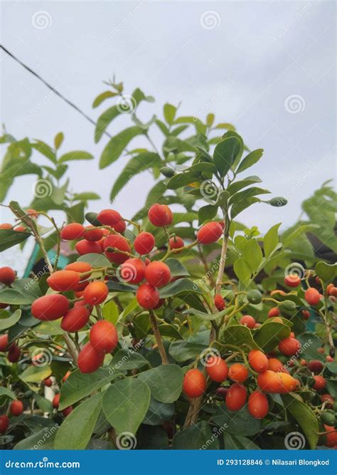 The Seeds of the Fruit of the Kemuning Tree Stock Photo - Image of leaf ...