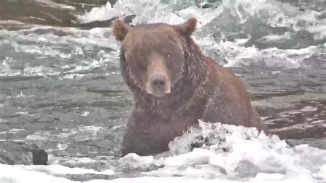 Brooks Falls Brown Bears Snapshot taken by Jopaws | Explore.org