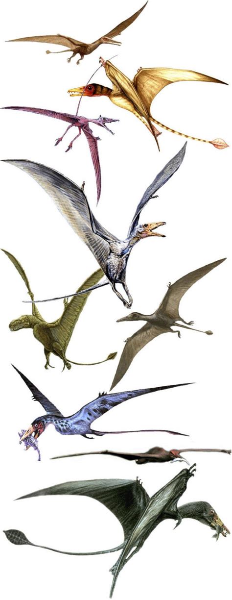 Eudimorphodon Pictures & Facts - The Dinosaur Database