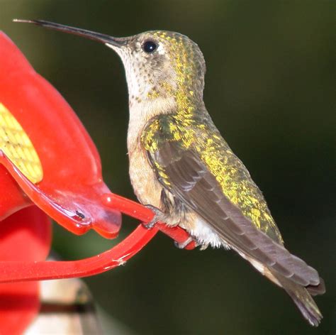 Colorado Hummingbirds