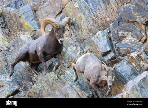 Bighorn sheep in Rut Season in Waterton Canyon Colorado Stock Photo - Alamy