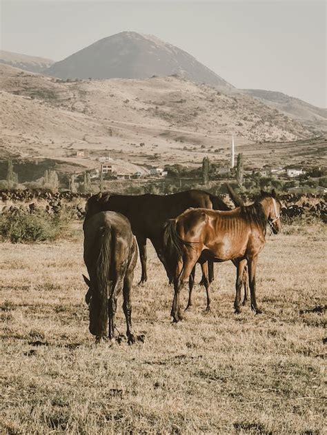 Horses on the Hayfield · Free Stock Photo