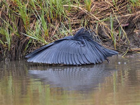 Black Heron - eBird