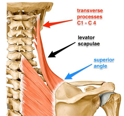 Levator scapulae muscle