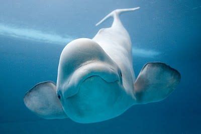 A smiling Beluga Whale | Beluga whale, Whale facts, Whale