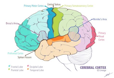 The Cerebral Cortex Constitutes About