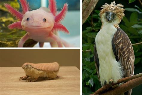 Weird Animals Found On Earth