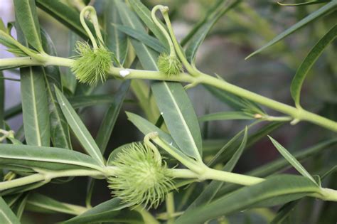 Swan Plant Milkweed - Local Seeds