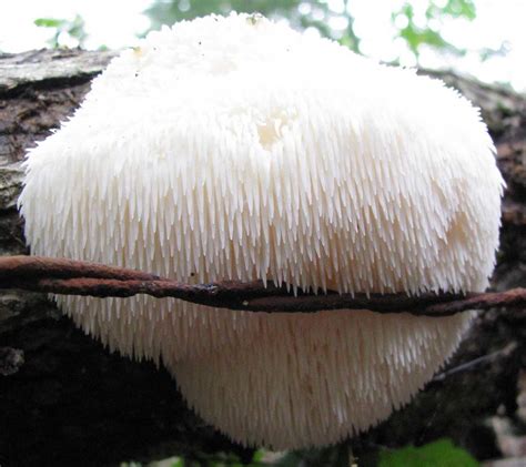 Lions Mane Mushroom (Hericium erinaceus): A Powerful Nootropic Fungus