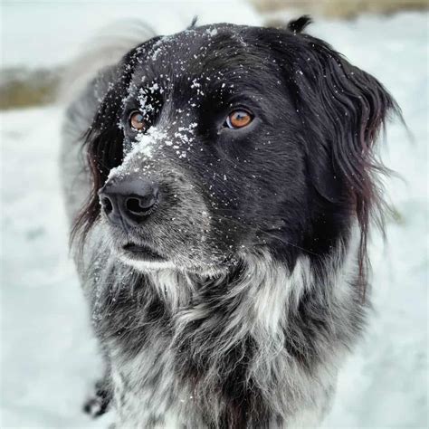 Is A Great Pyrenees Australian Shepherd Mix A Thing?