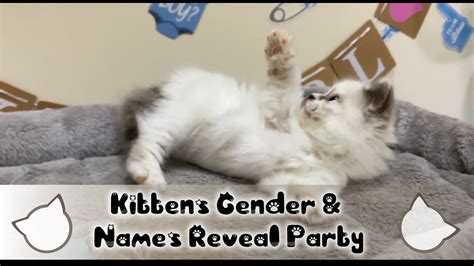 Kittens Gender and Names Reveal - YouTube