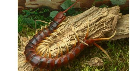 The 10 Biggest Centipedes in the World! - A-Z Animals