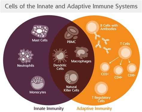 Comparing the Innate and Adaptive Immune Systems | Seattle, WA Patch