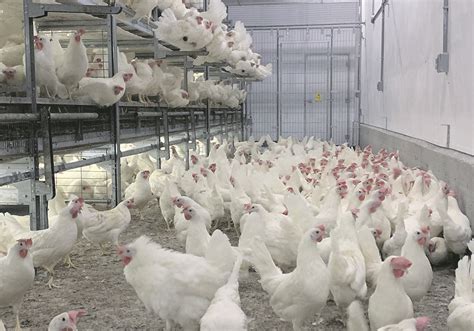 Chickens, egg production seen at ‘beak level’ | The Western Producer