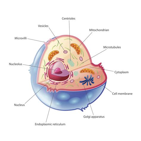 Animal Cell Parts List