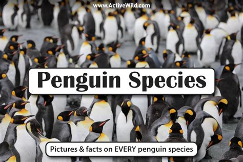 Types Of Penguins With Pictures And Facts: Every Penguin Species Listed