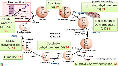 8 Steps of Citric acid Cycle (Krebs cycle) and Enzymes involved in each ...