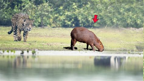 When Jaguar Attack Capybara _Jaguar VS Capybara - YouTube