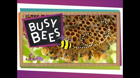 Busy Bees | Bees for kids, Bee, Insect theme preschool activities