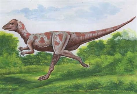 Micropachycephalosaurus Pictures & Facts - The Dinosaur Database