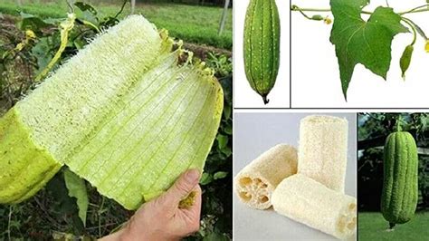 Amazon.com: luffa seeds