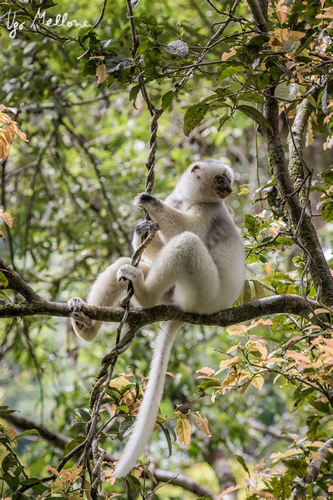 Silky sifaka: angels of the forest – Ugo Mellone – Wildphoto