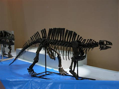 Dinosaur casts, dinosaur replicas, dinosaur reproductions, replica ...