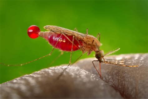 CRISPR edit makes mosquitoes far less likely to pass malaria