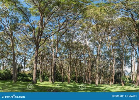 Australian Bushland And Gumtrees, Panorama Format Royalty-Free Stock ...