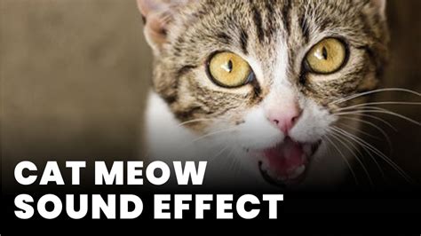 Cat meow Sound Effect - Sound Effect MP3 Download