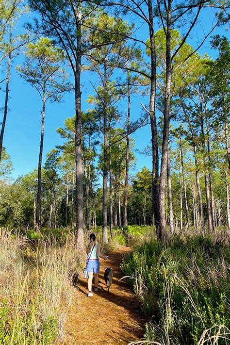 Hiking and Preservation at Paynes Prairie Preserve State Park, Micanopy ...