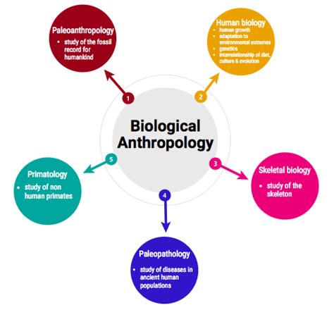 Biological anthropology subfields – Artofit