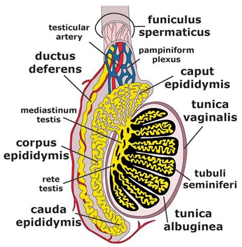 Labelled Diagram Of Testis - diagramwirings