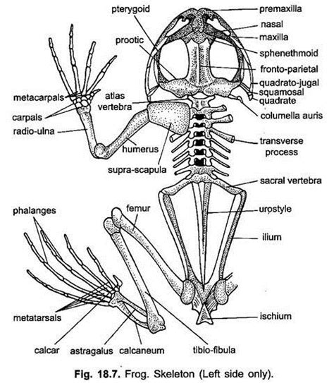 Skeletal System Of A Frog Ventral View