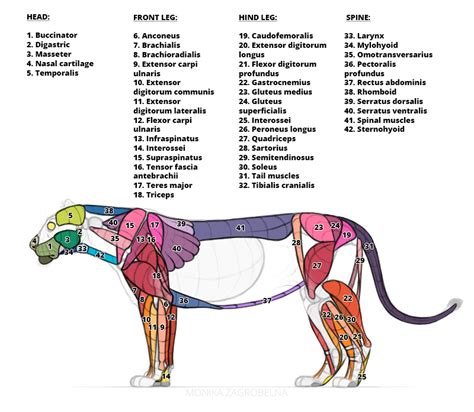 Lion Anatomy for Artists: Skeleton and Muscle Diagrams – Monika ...