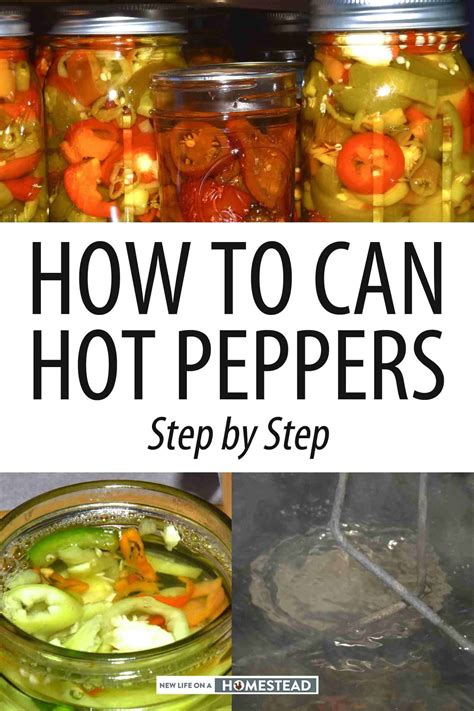 How to Can Hot Peppers Step by Step | Recipe | Stuffed hot peppers ...