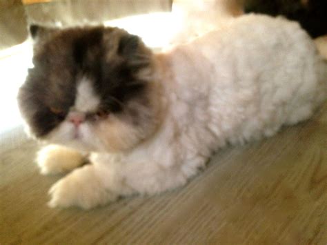 persian cat cute hair cut | Persian cat, Cats, Cat love