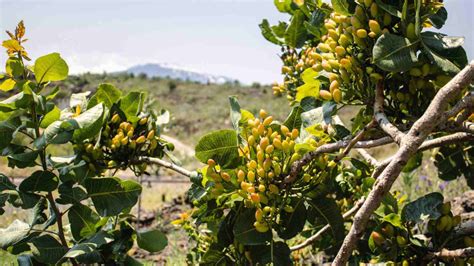 How to Plant, Grow & Care For a Pistachio Tree (Complete Guide)